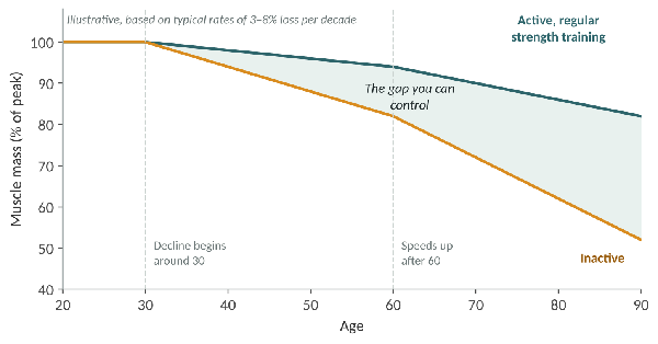 How muscle mass typically changes with age. The shaded gap shows the difference regular activity and strength training can make (illustrative).
